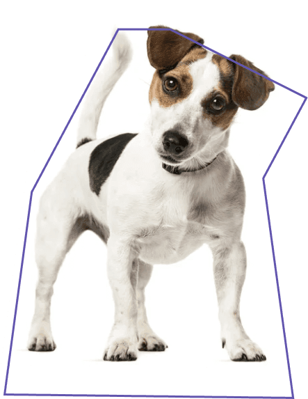 common:dog