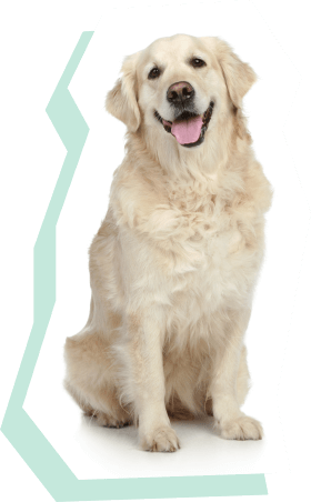 Imagen de labrador retriever
