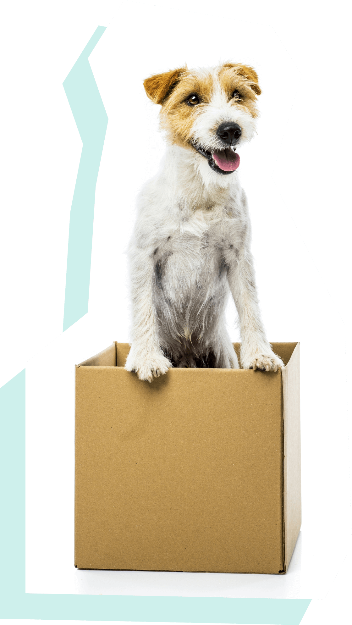 箱の中に立っている犬