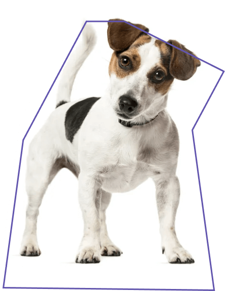 犬