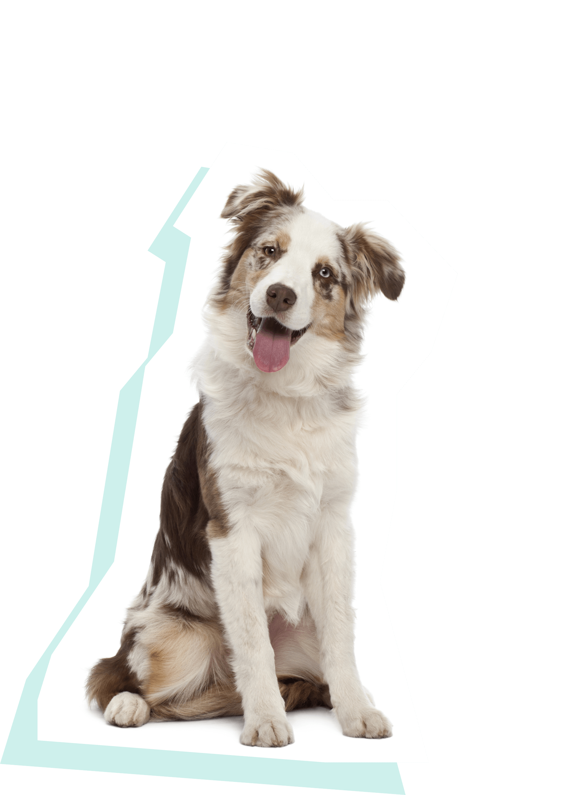 犬の写真